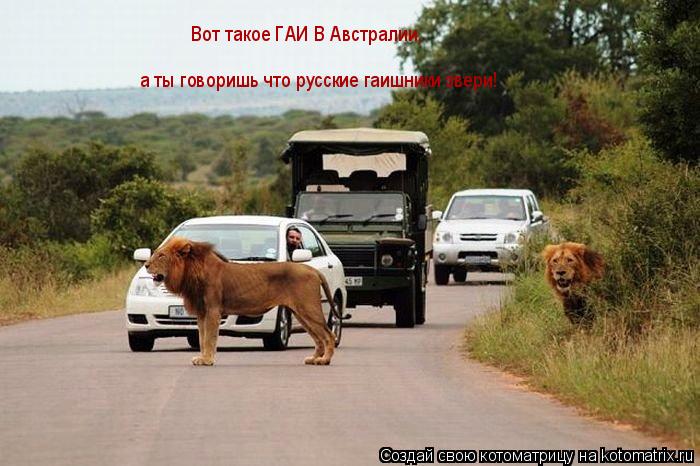 Котоматрица: Вот такое ГАИ В Австралии, а ты говоришь что русские гаишники звери!