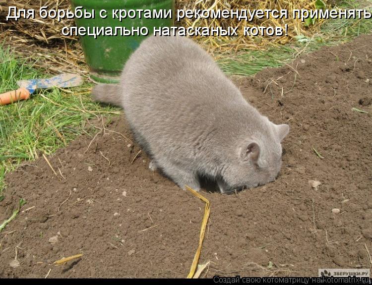 Котоматрица: Для борьбы с кротами рекомендуется применять  специально натасканых котов!