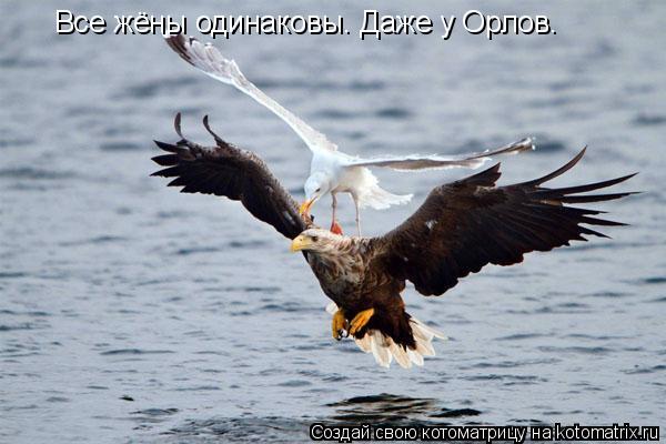 Котоматрица: Все жёны одинаковы. Даже у Орлов.