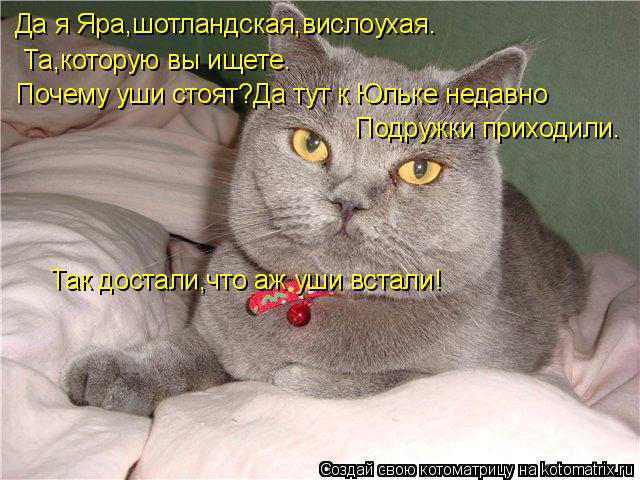 Котоматрица: Да я Яра,шотландская,вислоухая. Та,которую вы ищете. Почему уши стоят?Да тут к Юльке недавно  Подружки приходили. Так достали,что аж уши вста