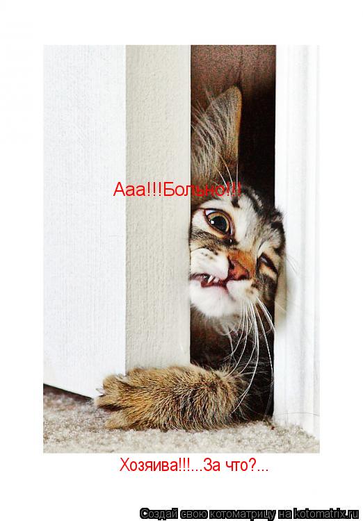 Котоматрица: Хозяива!!!...За что?... Ааа!!!Больно!!!