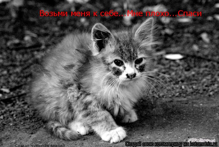 Котоматрица: Возьми меня к себе...Мне плохо...Спаси Создал Чурюмов Андрей