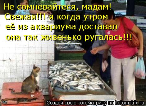 Свежая!!! я когда утром Не сомневайтеся, мадам! её из аквариума доставал она так живенько ругалась!!... Котоматрица: Свежая!!! я когда утром Не сомневайтеся, мадам! её из аквариума доставал она так живенько ругалась!!!