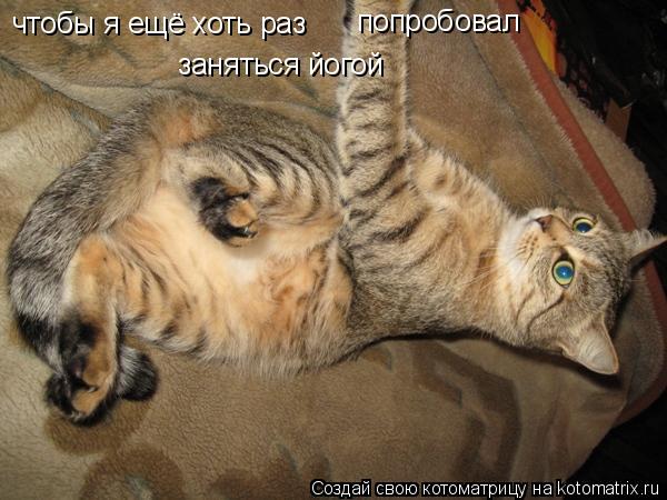 Котоматрица: чтобы я ещё хоть раз  попробовал заняться йогой