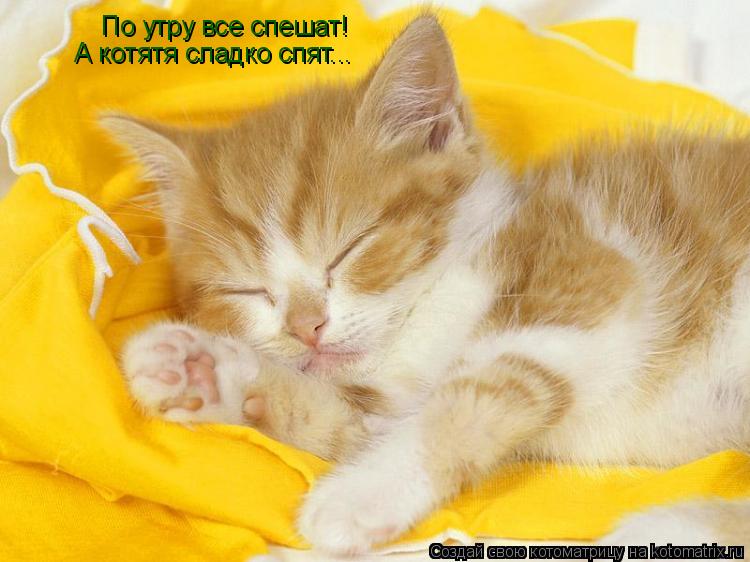 Котоматрица: По утру все спешат! А котятя сладко спят...