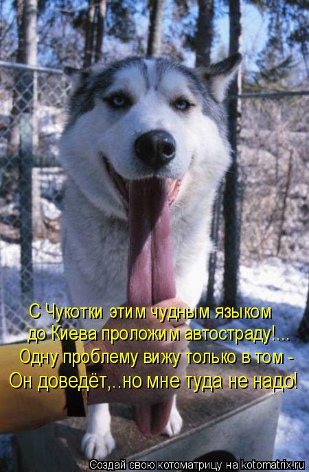 С Чукотки этим чудным языком до Киева проложим автостраду!... Одну проблему вижу только в том - Он до... Котоматрица: С Чукотки этим чудным языком до Киева проложим автостраду!... Одну проблему вижу только в том - Он доведёт,..но мне туда не надо!