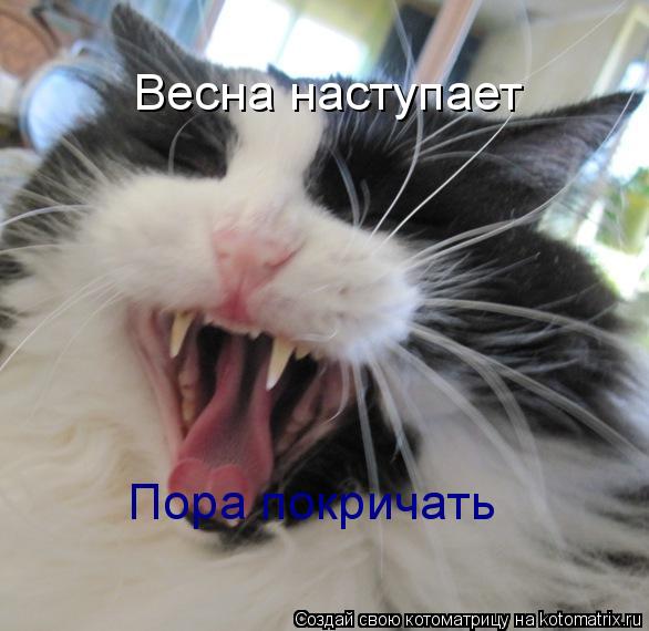 Котоматрица: Весна наступает Пора покричать