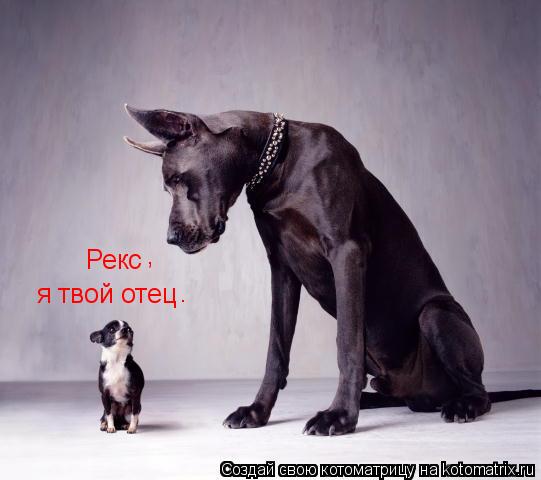 Котоматрица: Рекс я твой отец , .