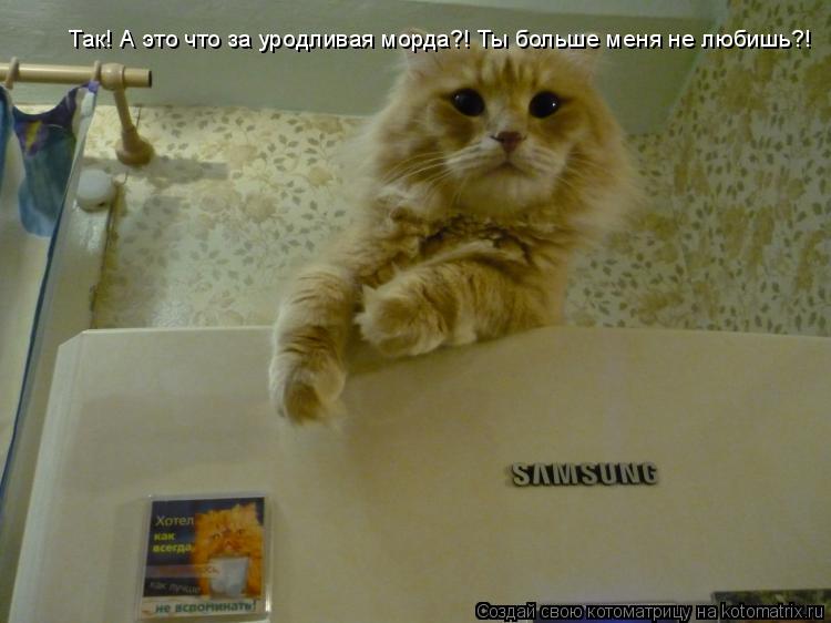 Котоматрица: Так! А это что за уродливая морда?! Ты больше меня не любишь?!