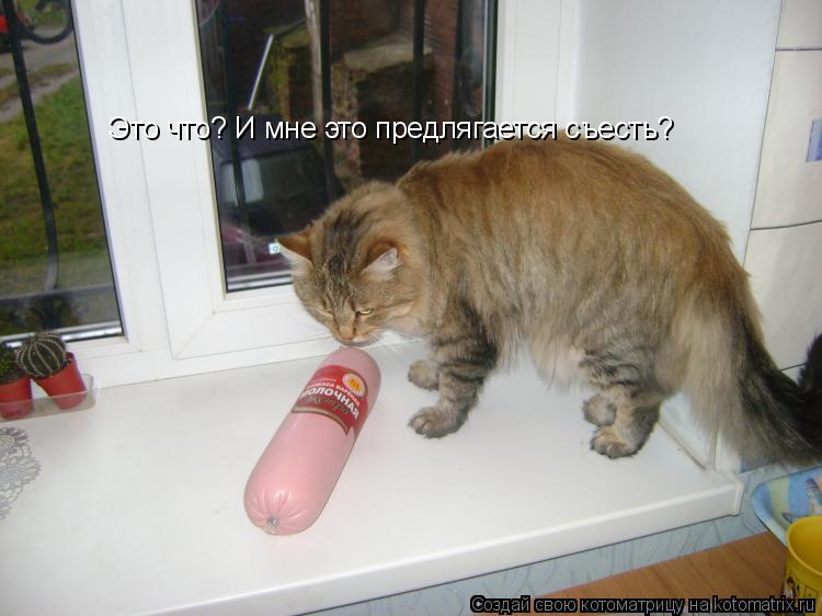Котоматрица: Это что? И мне это предлягается съесть?