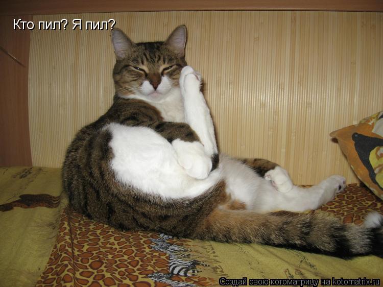 Котоматрица: Кто пил? Я пил?