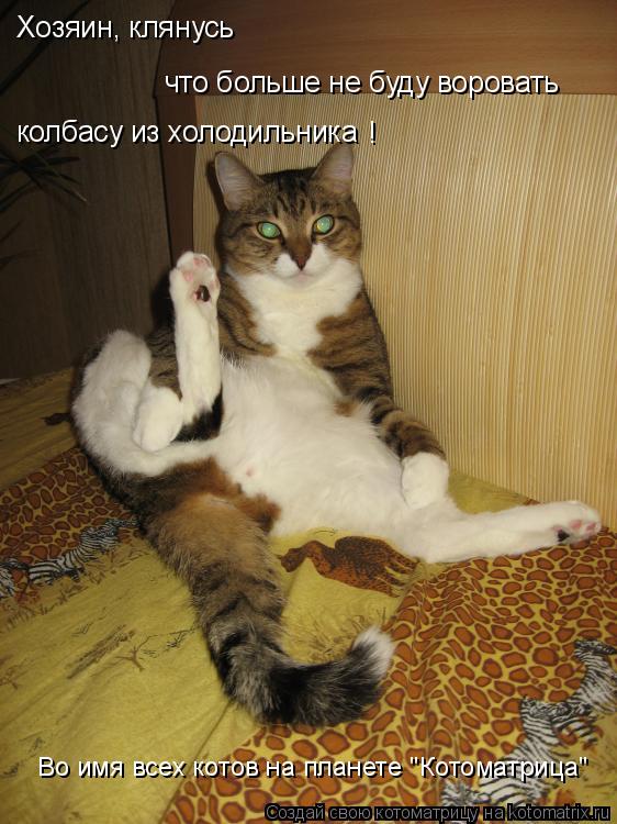 Котоматрица: Хозяин, клянусь что больше не буду воровать колбасу из холодильника ! Во имя всех котов на планете "Котоматрица"