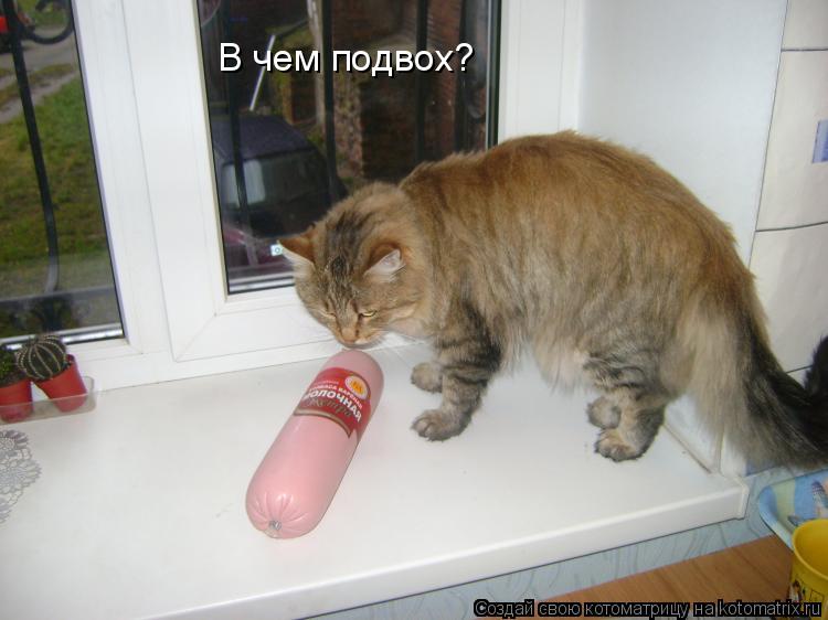 Котоматрица: В чем подвох?