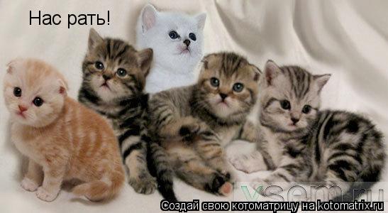 Котоматрица: Нас рать!