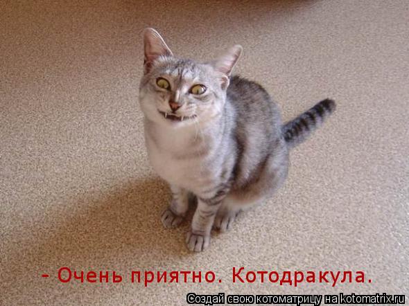 Котоматрица: - Очень приятно. Котодракула.