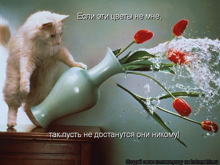 Котоматрица: Если эти цветы не мне, так пусть не достанутся они никому!
