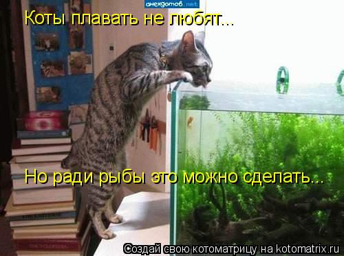 Котоматрица: Коты плавать не любят... Но ради рыбы это можно сделать...