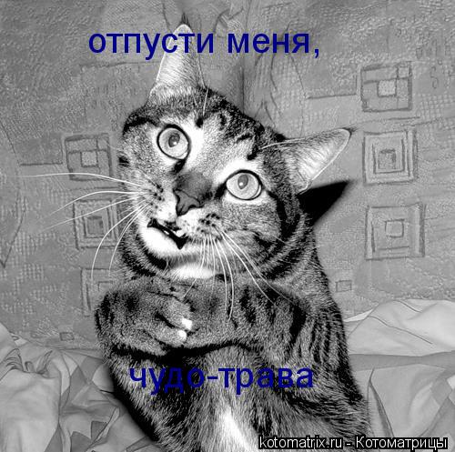 отпусти меня отпусти меня, чудо-трава... Котоматрица: отпусти меня отпусти меня, чудо-трава