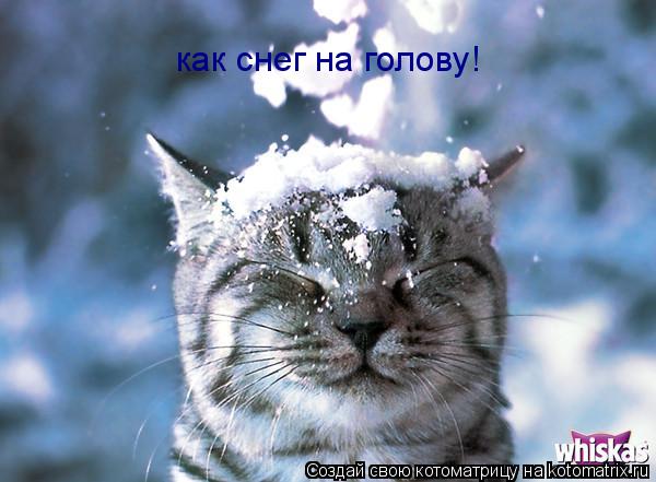 как снег на голову!... Котоматрица: как снег на голову!