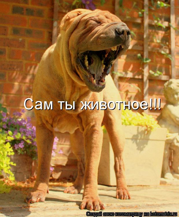 Сам ты животное!!!... Котоматрица: Сам ты животное!!!