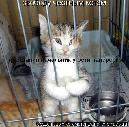 свободу честным котам гражданин начальник угости папироской... Котоматрица: свободу честным котам гражданин начальник угости папироской