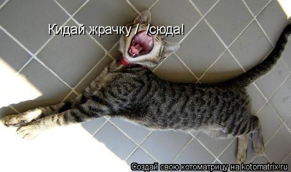 Кидай жрачку / / Кидай жрачку / /сюда!... Котоматрица: Кидай жрачку / / Кидай жрачку / /сюда!