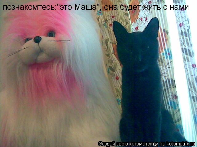 познакомтесь:"это Маша", она будет жить с нами... Котоматрица: познакомтесь:"это Маша", она будет жить с нами