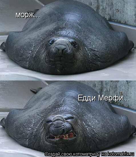 морж... Едди Мерфи...... Котоматрица: морж... Едди Мерфи...