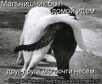 Мальчишник был домой идём друг-друга мы почти несём.... Котоматрица: Мальчишник был домой идём друг-друга мы почти несём.