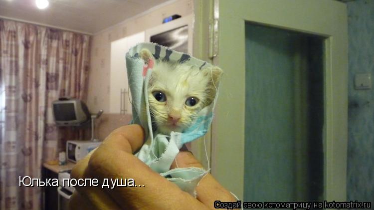 Юлька после душа...... Котоматрица: Юлька после душа...