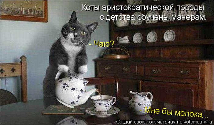 Котоматрица: Коты аристократической породы с детства обучены манерам. - Чаю? - Мне бы молока...