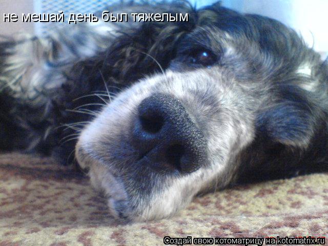 не мешай день был тяжелым... Котоматрица: не мешай день был тяжелым