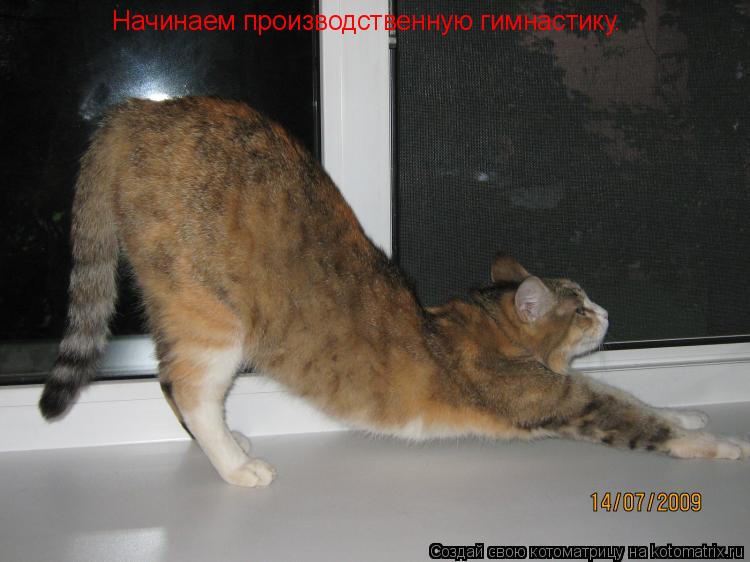 Начинаем производственную гимнастику.... Котоматрица: Начинаем производственную гимнастику.