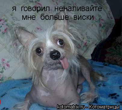 я говорил неналивайте мне больше виски... Котоматрица: я говорил неналивайте мне больше виски