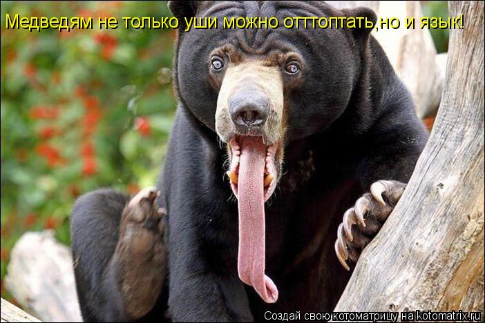Медведям не только уши можно отттоптать,но и язык!... Котоматрица: Медведям не только уши можно отттоптать,но и язык!
