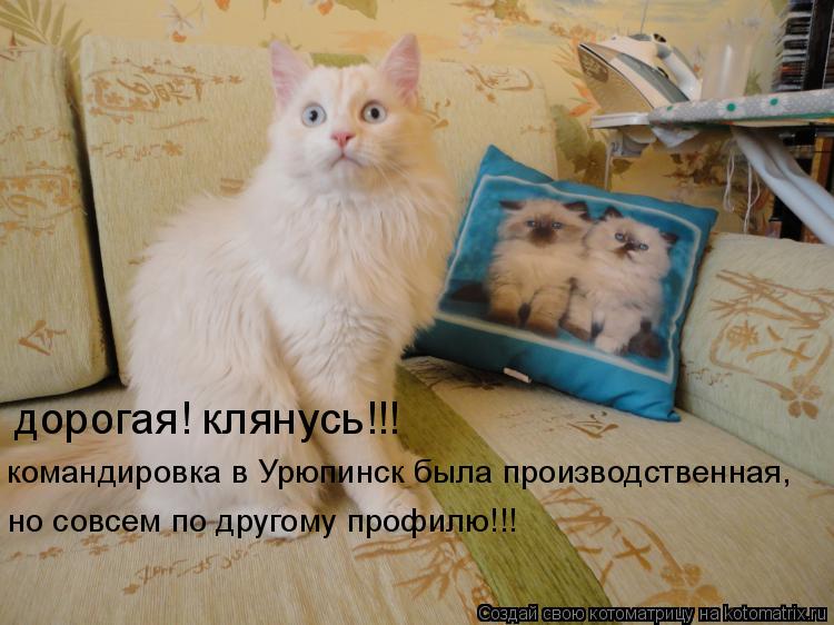 дорогая! клянусь!!! командировка в Урюпинск была производственная, но совсем по другому профилю!!!... Котоматрица: дорогая! клянусь!!! командировка в Урюпинск была производственная, но совсем по другому профилю!!!
