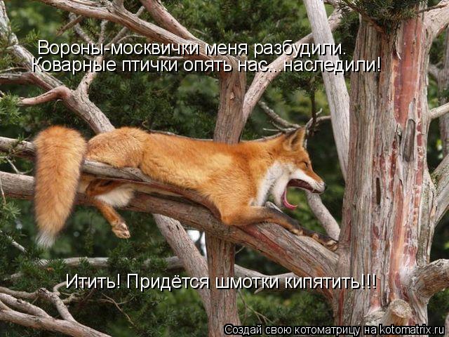Вороны-москвички меня разбудили. Коварные птички опять нас...наследили! Итить! Придётся шмотки кипяти... Котоматрица: Вороны-москвички меня разбудили. Коварные птички опять нас...наследили! Итить! Придётся шмотки кипятить!!!