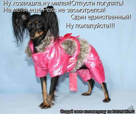 Ну хозяюшка,ну милая!Отпусти погулять! На меня ещё Рекс не засмотрелся! Один единственный! Ну пожалуй... Котоматрица: Ну хозяюшка,ну милая!Отпусти погулять! На меня ещё Рекс не засмотрелся! Один единственный! Ну пожалуйста!!!