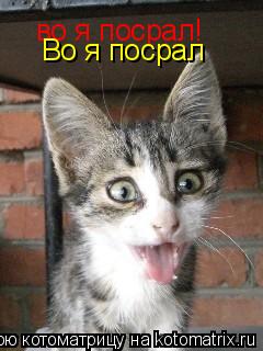 во я посрал! Во я посрал... Котоматрица: во я посрал! Во я посрал