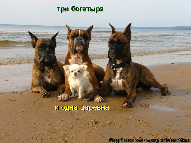 три богатыря и одна царевна... Котоматрица: три богатыря и одна царевна