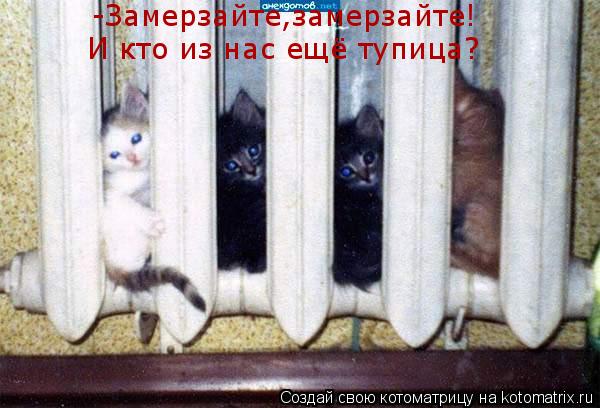 -Замерзайте,замерзайте! И кто из нас ещё тупица?... Котоматрица: -Замерзайте,замерзайте! И кто из нас ещё тупица?