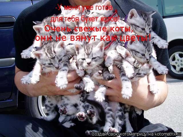 -У меня уже готов , для тебя букет котов! Очень свежые коты, они не вянут как цветы!... Котоматрица: -У меня уже готов , для тебя букет котов! Очень свежые коты, они не вянут как цветы!