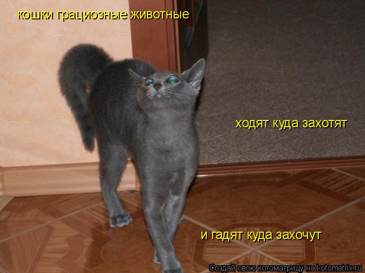 кошки грациозные животные ходят куда захотят и гадят куда захочут... Котоматрица: кошки грациозные животные ходят куда захотят и гадят куда захочут