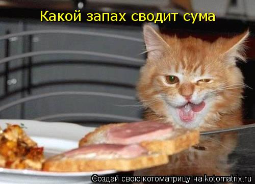 Какой запах сводит сума... Котоматрица: Какой запах сводит сума