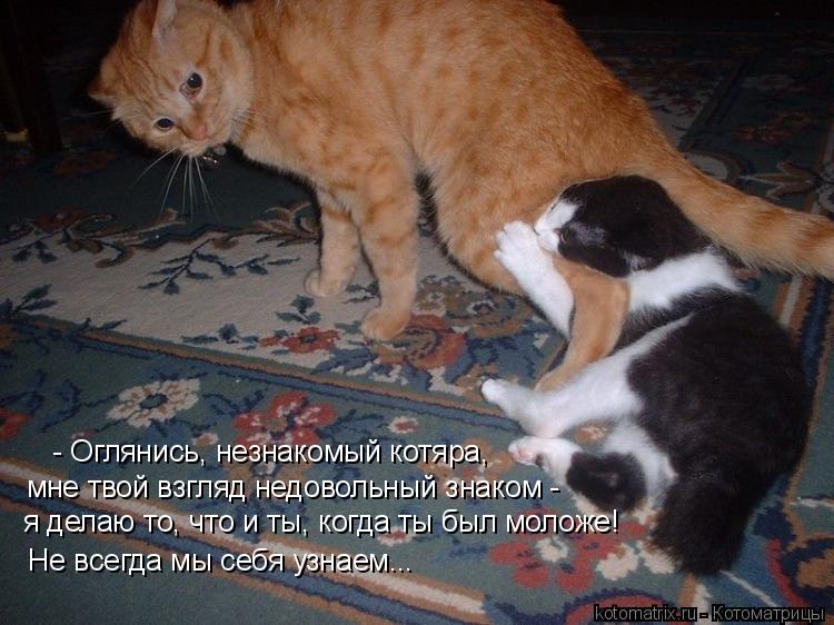 - Оглянись, незнакомый котяра, мне твой взгляд недовольный знаком - я делаю то, что и ты, когда ты бы... Котоматрица: - Оглянись, незнакомый котяра, мне твой взгляд недовольный знаком - я делаю то, что и ты, когда ты был моложе! Не всегда мы себя узнаем...
