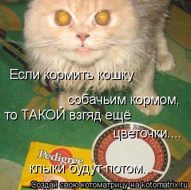 Если кормить кошку собачьим кормом, то ТАКОЙ взгяд ещё цветочки.... клыки будут потом...... Котоматрица: Если кормить кошку собачьим кормом, то ТАКОЙ взгяд ещё цветочки.... клыки будут потом...