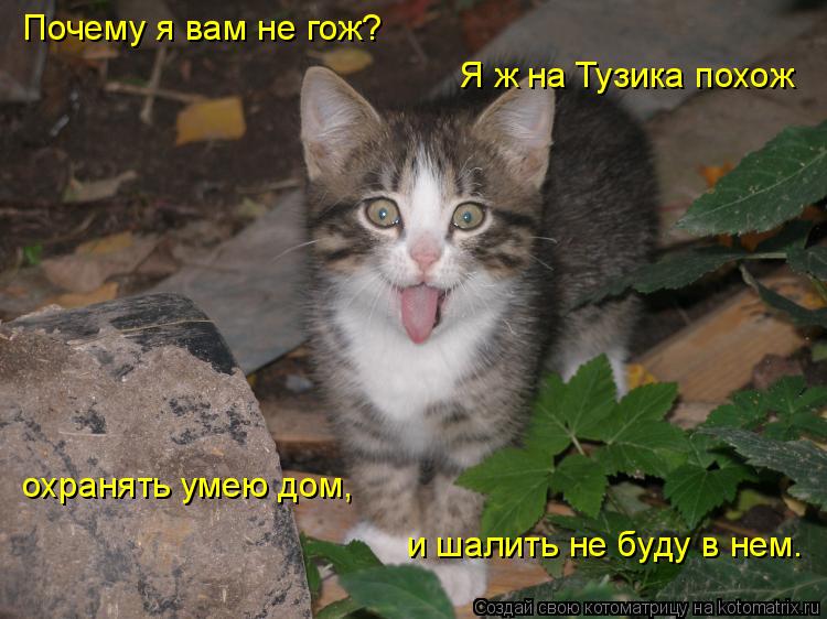 Почему я вам не гож? Я ж на Тузика похож охранять умею дом, и шалить не буду в нем.... Котоматрица: Почему я вам не гож? Я ж на Тузика похож охранять умею дом, и шалить не буду в нем.
