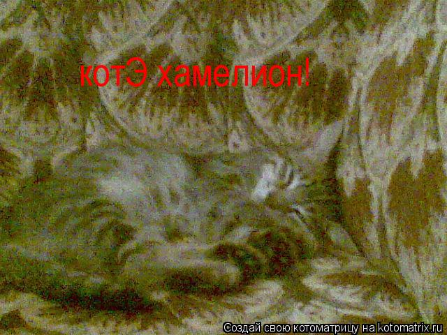 котЭ хамелион!... Котоматрица: котЭ хамелион!