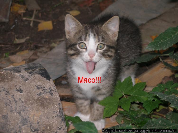 Мясо!!!... Котоматрица: Мясо!!!