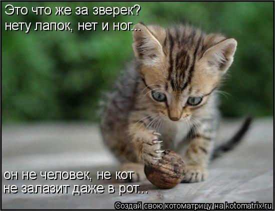 Это что же за зверек? нету лапок, нет и ног... он не человек, не кот не залазит даже в рот...... Котоматрица: Это что же за зверек? нету лапок, нет и ног... он не человек, не кот не залазит даже в рот...